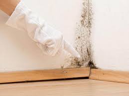 Best Basement Mold Removal in Daleville, IN